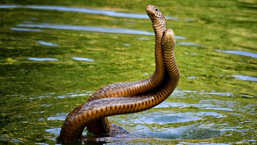 Já se perguntou como as cobras se acasalam?