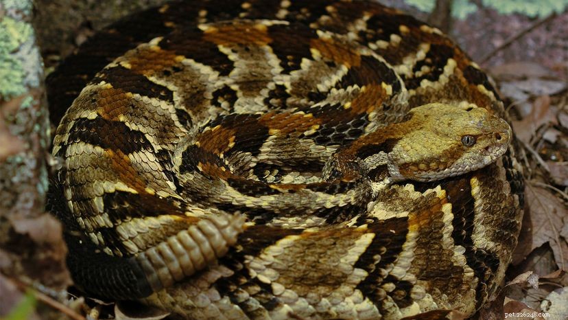 Il serpente a sonagli altamente velenoso è un icona americana