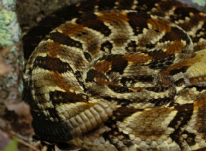 The Highly Venomous Timber Rattlesnake är en amerikansk ikon