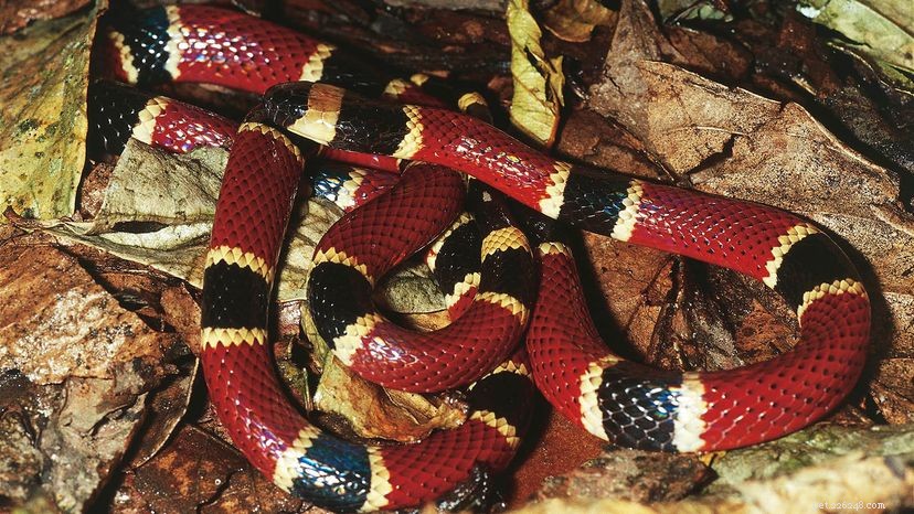 Молочные змеи:опасные, но совершенно безвредные (и немолочные!)