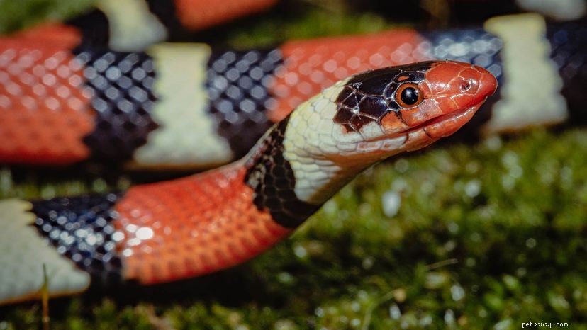 Молочные змеи:опасные, но совершенно безвредные (и немолочные!)