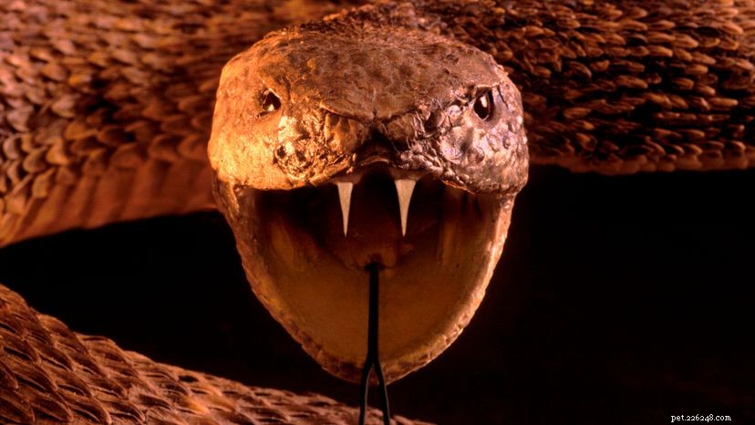 I pit viper possono vederti anche al buio