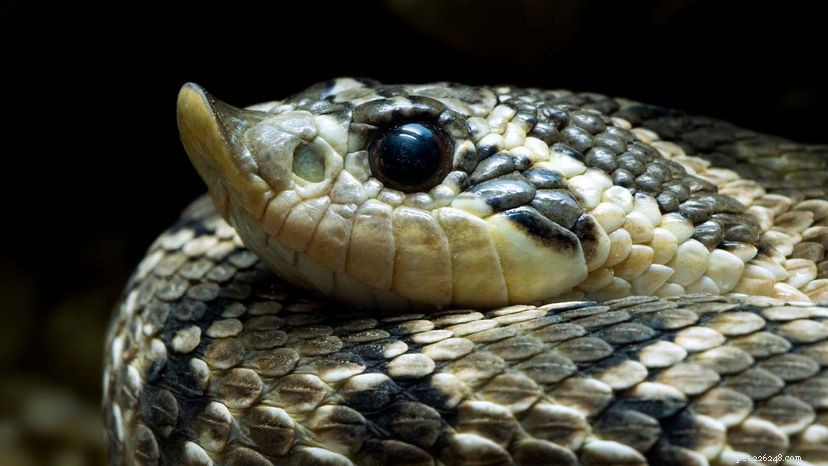 Hognose Snakes hrají mrtvé jako vačice