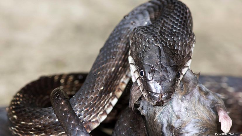 Van de neushoorn tot de maïs:10 feiten uit de wijde wereld van rattenslangen