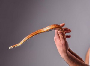 От носорога до кукурузы:10 фактов из огромного мира крысиных змей