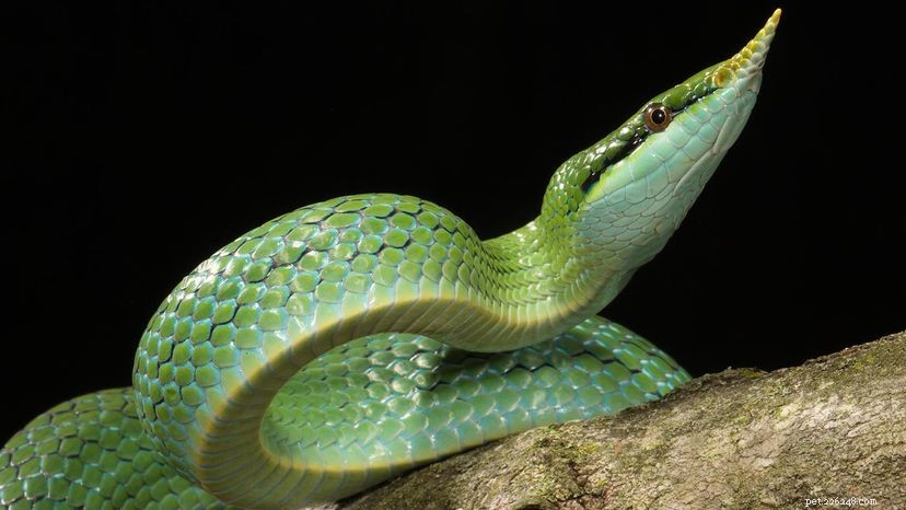 Od nosorožce ke kukuřici:10 faktů z širého světa krysích hadů