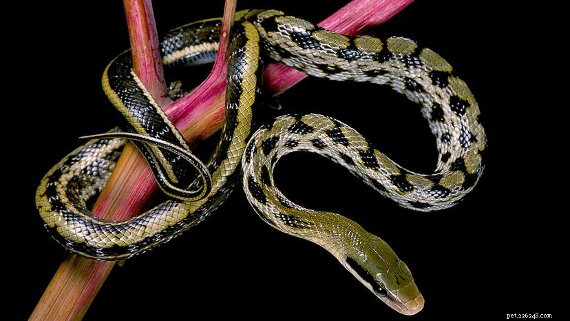 サイからトウモロコシへ：ネズミヘビの広い世界からの10の事実 