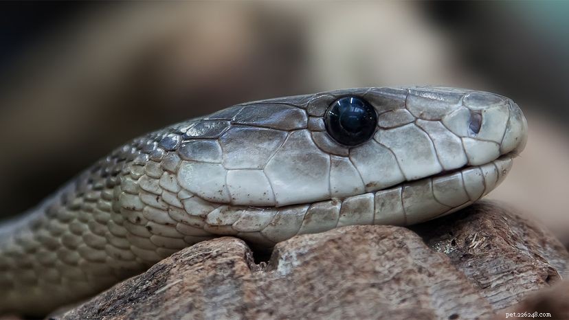 Bråka inte med Black Mamba, en av de dödligaste ormarna som finns i livet