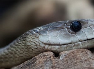 Bråka inte med Black Mamba, en av de dödligaste ormarna som finns i livet