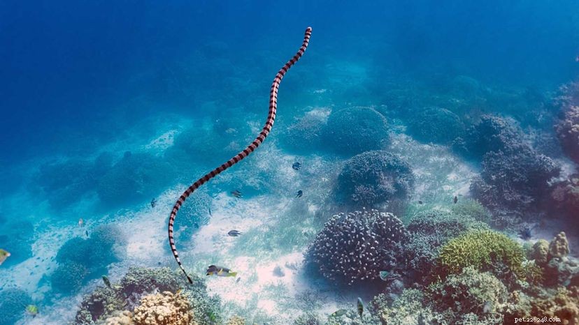 I serpenti marini possono essere più velenosi dei serpenti a sonagli