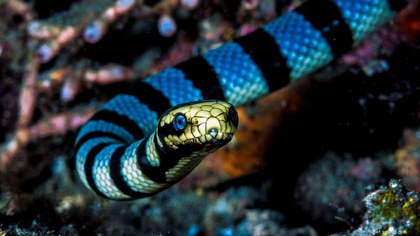 Cobras marinhas podem ser mais venenosas que cascavéis
