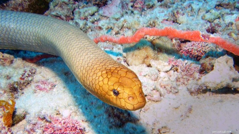 Морские змеи могут быть более ядовитыми, чем гремучие змеи
