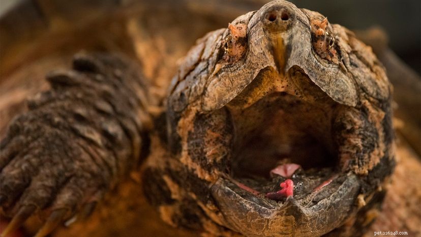Alligator som knäpper sköldpaddor lockar byte med slingrande maskliknande tungbihang