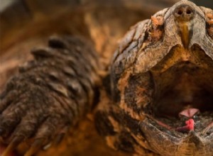 딱딱한 악어 거북은 꿈틀거리는 벌레 같은 혀 부속기로 먹이를 유인합니다.