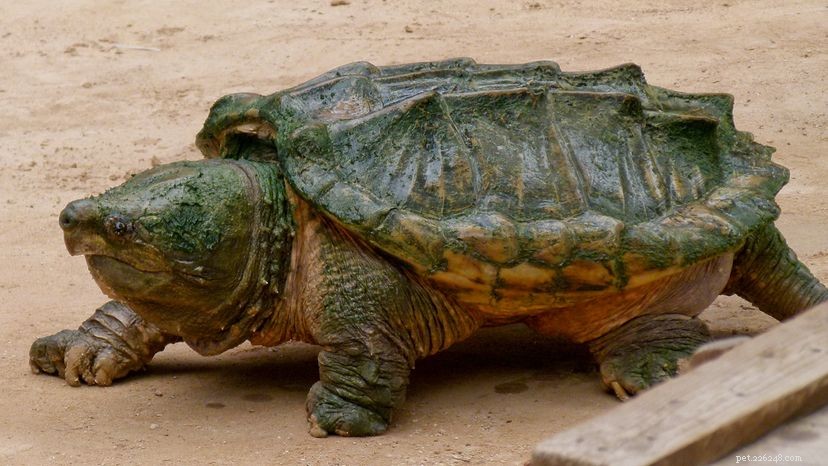 Alligator brekende schildpadden lokken prooien met kronkelend wormachtig tongaanhangsel