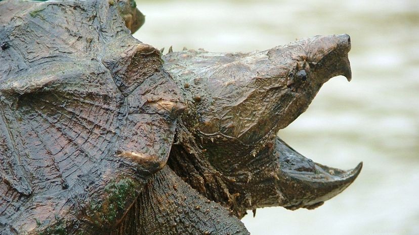 딱딱한 악어 거북은 꿈틀거리는 벌레 같은 혀 부속기로 먹이를 유인합니다.