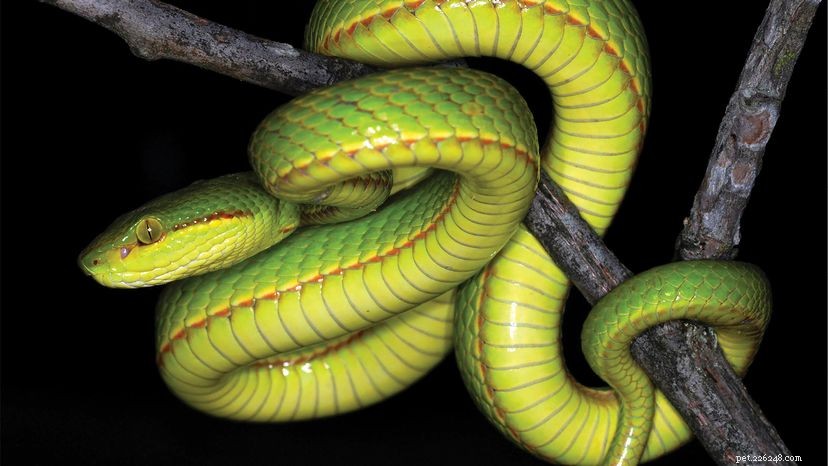 Brysta upp Parseltongue för att hälsa på den nya Salazar Slytherin-ormen