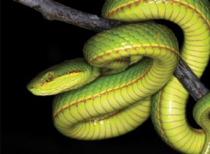 Brysta upp Parseltongue för att hälsa på den nya Salazar Slytherin-ormen