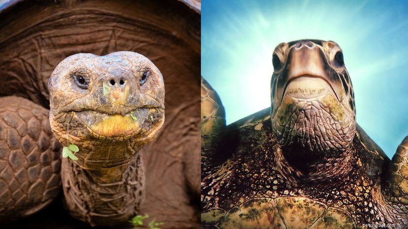 Vad är skillnaden mellan en sköldpadda och en sköldpadda?