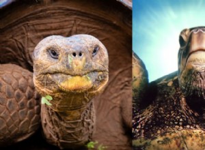 Qual ​​é a diferença entre uma tartaruga e uma tartaruga?