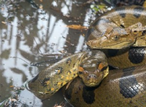 The Watery World of the Monster Anaconda