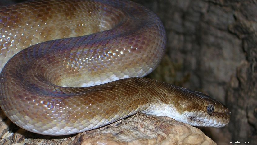 Waarom een ​​gevlekte python helemaal je volgende huisdier zou moeten zijn