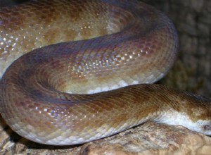 Pourquoi un python tacheté devrait être votre prochain animal de compagnie