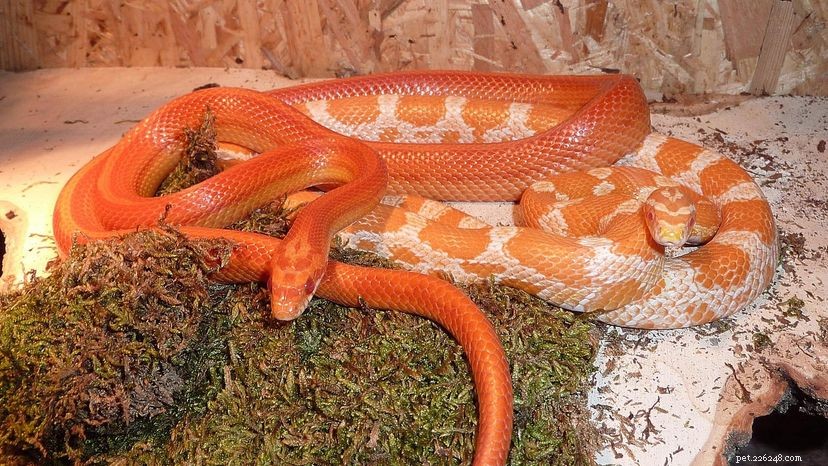 Les serpents des blés sont des animaux de compagnie parfaits pour les amateurs de reptiles