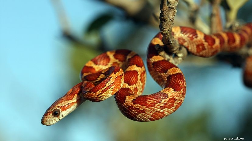 トウモロコシのヘビは爬虫類愛好家に最適なペットです 