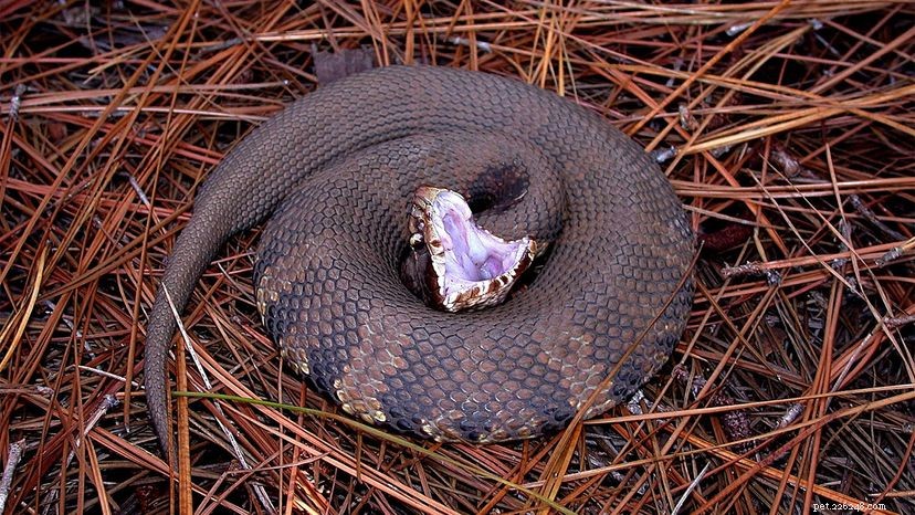 Водяной мокасин, Коттонмут:разные имена, одна и та же ядовитая змея