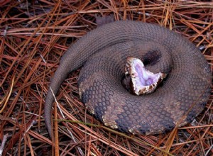 Mocassin d eau, Cottonmouth :noms différents, même serpent venimeux