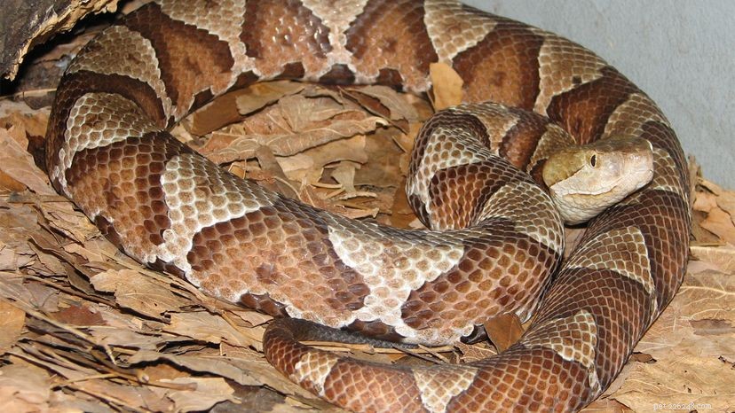 Copperhead Snakes:nem sempre letal, mas é melhor deixar em paz