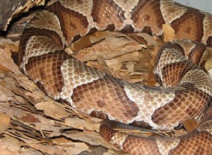Copperhead Snakes:항상 치명적인 것은 아니지만 혼자 두는 것이 가장 좋습니다.
