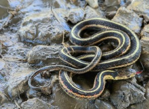 Безобидная подвязочная змея — лучший друг вашего сада