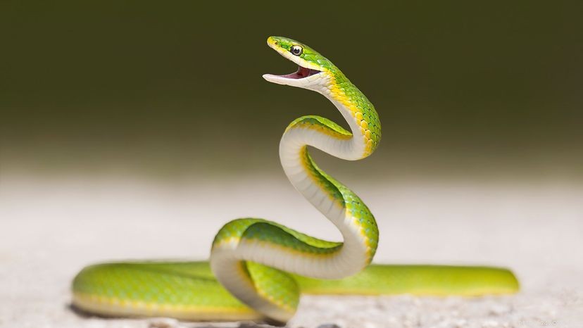 Comment les serpents ont-ils perdu leurs pattes ?