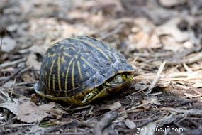 Här är varför du inte borde äta en lådsköldpadda i det vilda