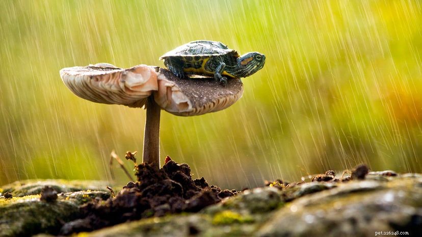 Aqui está por que você não deve comer uma tartaruga de caixa na natureza