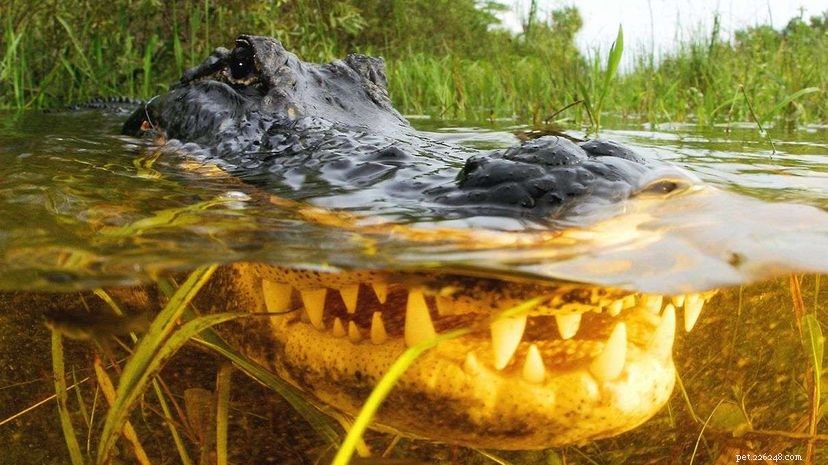 Gli alligatori tornano indietro di 6 milioni di anni più del previsto