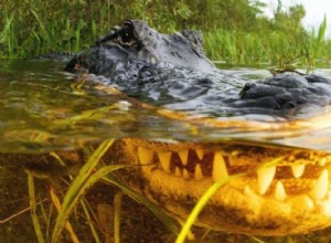 Gli alligatori tornano indietro di 6 milioni di anni più del previsto