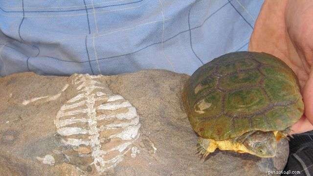 A verdadeira razão pela qual as tartarugas têm conchas (dica, não é para proteção)