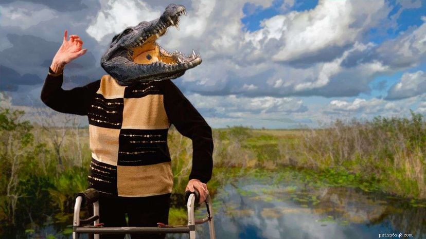 I coccodrilli del Nilo si ritirano nel sud della Florida?