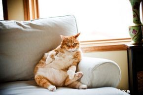 太りすぎの猫のための家庭薬 