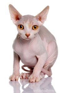 Hemkurer för katter med håravfall
