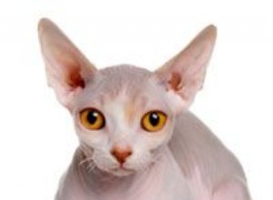 Hemkurer för katter med håravfall