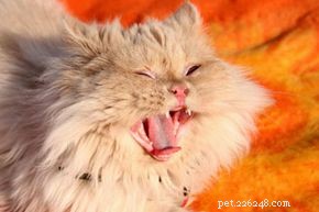 Rimedi casalinghi per gatti con tosse