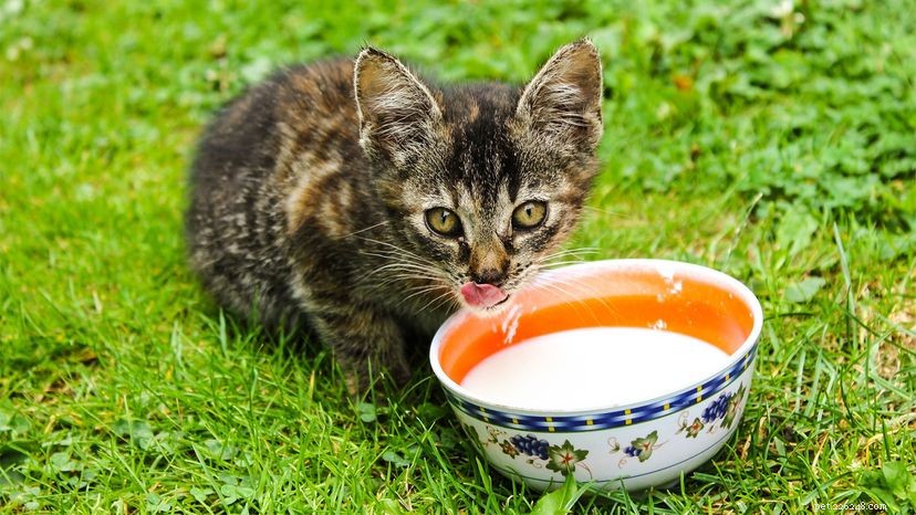 Huismiddeltjes voor katten met diarree