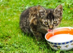 Remédios caseiros para gatos com diarreia