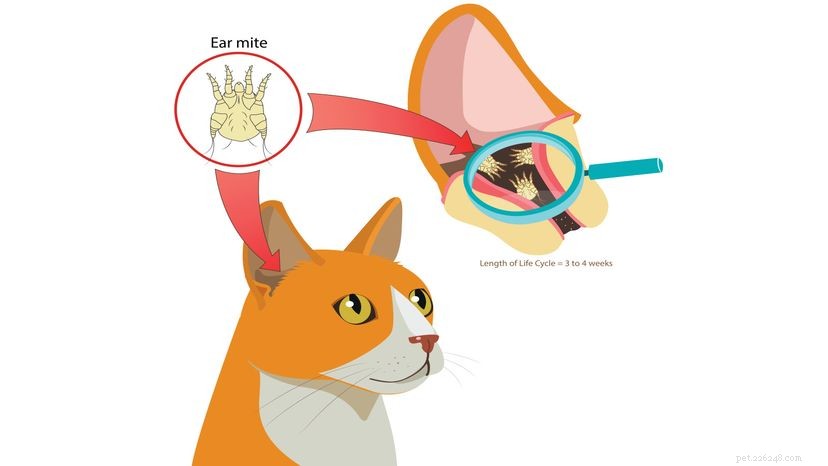 耳ダニを持つ猫のための家庭薬 