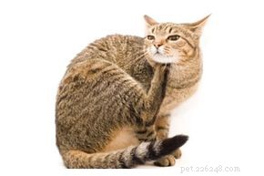 Remédios caseiros para gatos com pulgas
