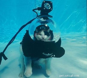 Как кошка может нырять с аквалангом?